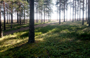 lasten harju sijainti 1